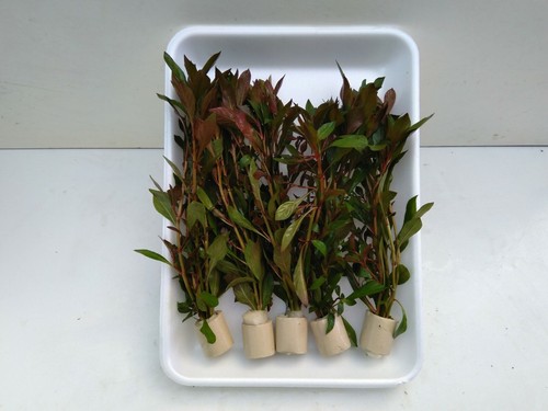 Bund ludwigia rubin - bund,