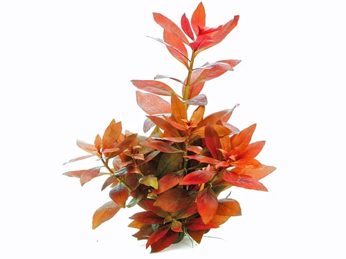 Rubin ludwigie ludwigia - ludwigie,
